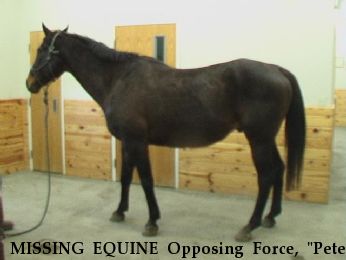 MISSING EQUINE Opposing Force, "Pete", Near ft leavenworth, KS, 66027